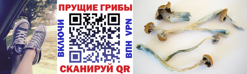 Галлюциногенные грибы Psilocybe Кинешма